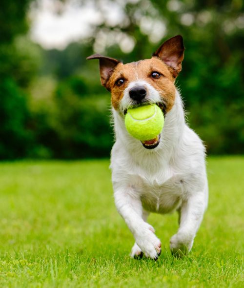 Summer fun with domestic dog