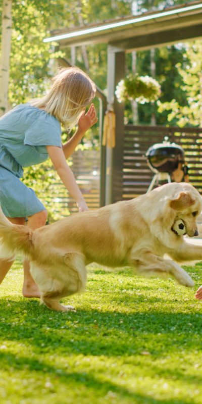 Two Kids Have fun with Their Handsome Golden Retriever Dog on the Backyard Lawn. They Pet, Play, Tackle it on the Ground And Scratch. Happy Dog Holds Toy Football in Jaws. Suburb House in the Summer