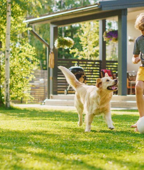 Handsome Young Boy Plays Soccer with Happy Golden Retriever Dog at the Backyard Lawn. He Plays Football and Has Lots of Fun with His Loyal Doggy Friend. Idyllic Summer House.